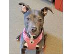 Adopt Kaira a Pit Bull Terrier, Mixed Breed