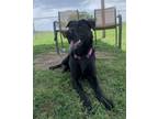 Adopt LILA a Labrador Retriever, Mixed Breed