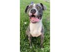 Adopt DAMA a Staffordshire Bull Terrier