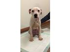 Adopt Molly a Pit Bull Terrier