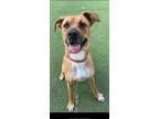 Adopt Phoebe a Boxer, Mixed Breed
