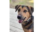 Adopt Lola a German Shepherd Dog