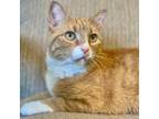 Adopt Sol a Domestic Short Hair