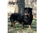 Adopt Baby Girl a Dachshund