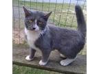 Adopt Gracee a Domestic Short Hair