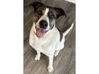 Adopt Daisy a Labrador Retriever, Boxer