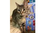 Adopt Kitty OShay a American Shorthair