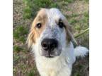 Adopt Lourdes a Great Pyrenees