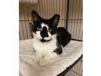 Adopt Myrtle a Domestic Short Hair
