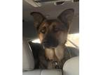 Adopt Tina a German Shepherd Dog