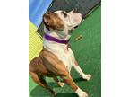 Adopt Jersey a American Staffordshire Terrier