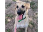 Adopt Aurora a Anatolian Shepherd, Mixed Breed