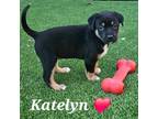 Adopt Katelyn a Australian Cattle Dog / Blue Heeler, Rottweiler