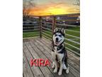 Adopt Kira a Husky