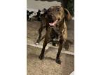 Adopt Cricket a Plott Hound, Mixed Breed