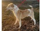 Adopt Maise a Jack Russell Terrier, Pit Bull Terrier