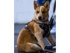 Adopt Willow a Cattle Dog