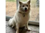 Adopt Libby a American Eskimo Dog