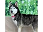 Adopt Juneau a Husky