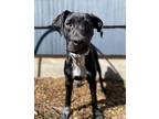 Adopt Rosie a Labrador Retriever, Hound