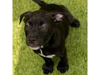 Adopt Rosalie a Black Labrador Retriever