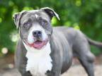 Adopt LENA a Pit Bull Terrier