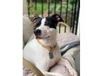 Adopt Maize a Cattle Dog, Pit Bull Terrier