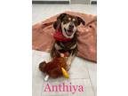 Adopt Anthiya a Shepherd, Hound