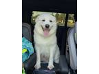 Adopt Mooshmallow a Great Pyrenees