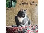 Adopt Luna May a Domestic Short Hair