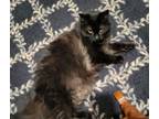 Adopt Courtesy post: female cat a Domestic Medium Hair