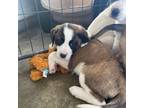 Adopt ASPEN, ACACIA a Great Pyrenees, Boxer