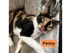 Adopt Penny a Calico