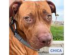 Adopt Chika a Pit Bull Terrier