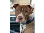 Adopt Lavender a Pit Bull Terrier