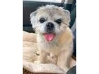 Adopt Souffle TX a Shih Tzu