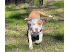 Adopt Dasher Sims Boswell a Pit Bull Terrier, Labrador Retriever