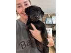 Adopt Rosita Venus Softest Puppy Ever a Terrier, Labrador Retriever