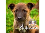 Adopt Autumn Bethea a Husky, Mixed Breed