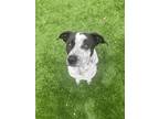 Adopt Sprinkles a German Shorthaired Pointer