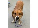 Adopt Ana a Retriever, Mixed Breed