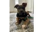 Adopt Akira a Labrador Retriever, Pit Bull Terrier