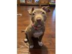 Adopt Honey Bun a Pit Bull Terrier, Labrador Retriever