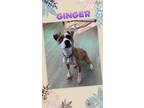 Adopt Ginger a Pit Bull Terrier