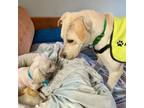 Adopt Twiggy a Yellow Labrador Retriever