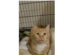 Adopt Canary a Domestic Short Hair