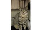 Adopt Dove a Domestic Short Hair