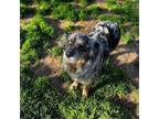 Adopt Lillian a Australian Shepherd