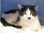 Adopt Paisley a Domestic Short Hair