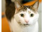 Adopt Twinkle a Domestic Short Hair